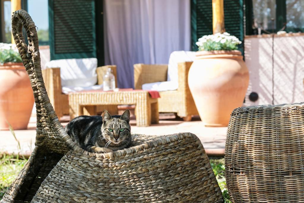 At Home In Maremma Istia dʼOmbrone Chambre photo